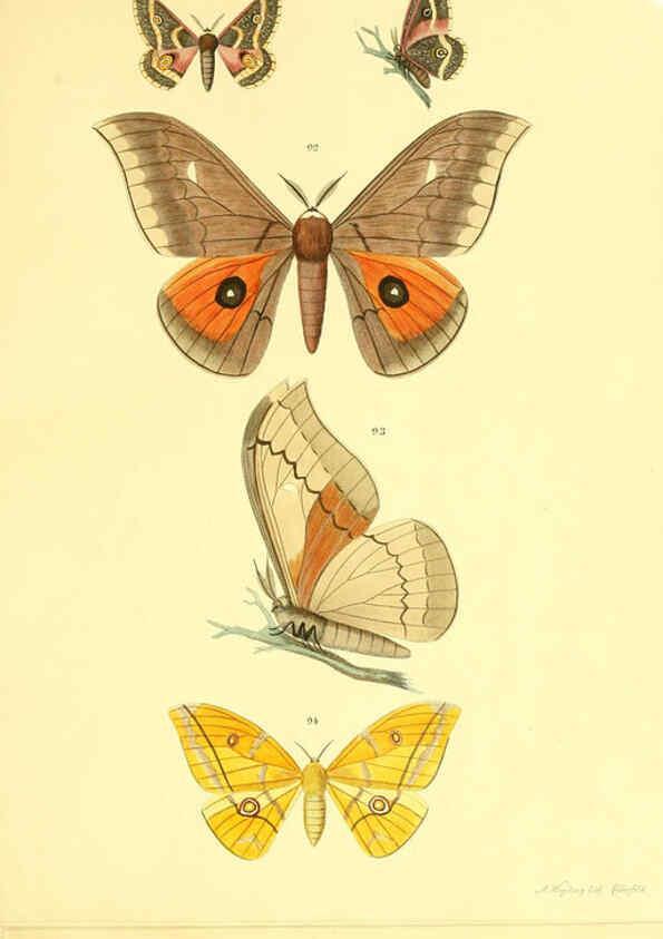 Reproducción/Reproduction 5981252838: Beiträge zur Schmetterlingskunde Elberfeld :[s.n.],1872