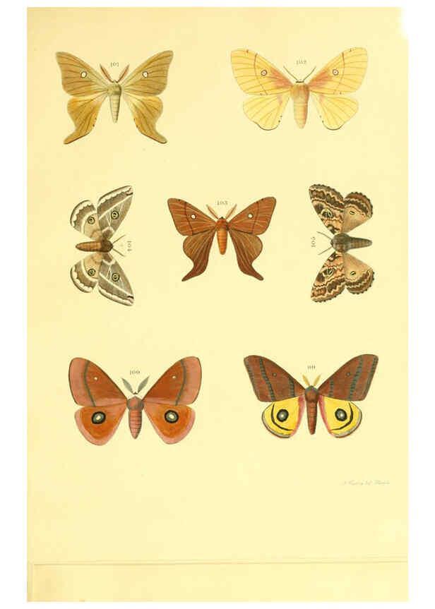Reproducción/Reproduction 5980694841: Beiträge zur Schmetterlingskunde Elberfeld :[s.n.],1872