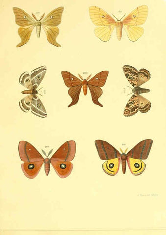 Reproducción/Reproduction 5980694841: Beiträge zur Schmetterlingskunde Elberfeld :[s.n.],1872