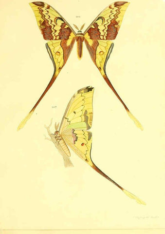 Reproducción/Reproduction 5981253332: Beiträge zur Schmetterlingskunde Elberfeld :[s.n.],1872