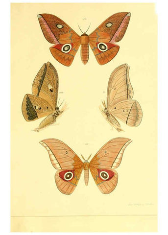 Reproducción/Reproduction 5980695201: Beiträge zur Schmetterlingskunde Elberfeld :[s.n.],1872