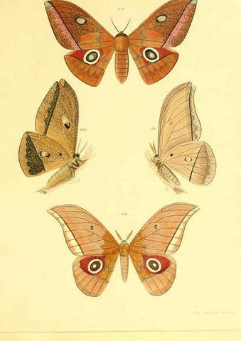 Reproducción/Reproduction 5980695201: Beiträge zur Schmetterlingskunde Elberfeld :[s.n.],1872