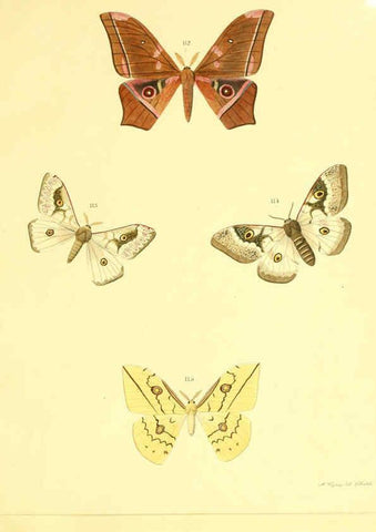 Reproducción/Reproduction 5981253692: Beiträge zur Schmetterlingskunde Elberfeld :[s.n.],1872