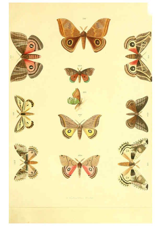Reproducción/Reproduction 5981253822: Beiträge zur Schmetterlingskunde Elberfeld :[s.n.],1872