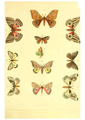 Reproducción/Reproduction 5981253822: Beiträge zur Schmetterlingskunde Elberfeld :[s.n.],1872