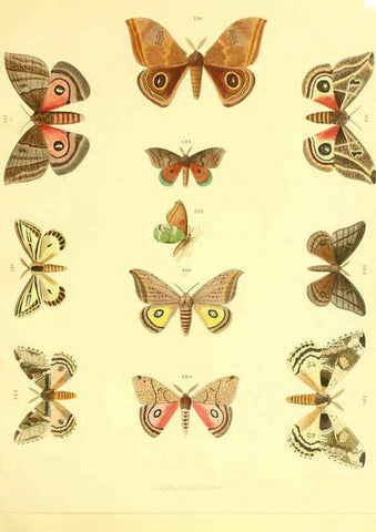 Reproducción/Reproduction 5981253822: Beiträge zur Schmetterlingskunde Elberfeld :[s.n.],1872