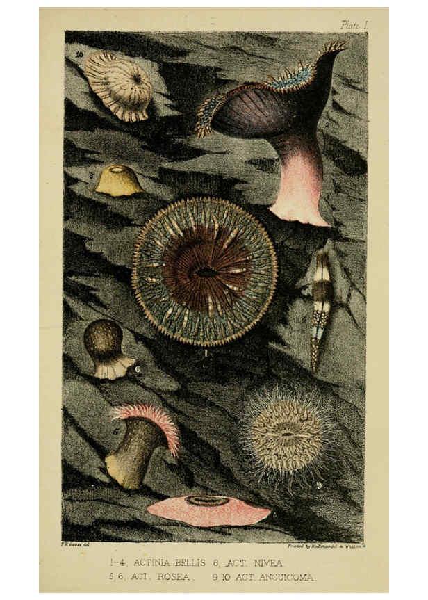 Reproducción/Reproduction 5981270830: A naturalist's rambles on the Devonshire coast London :John Van Voorst,1853