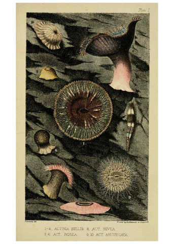 Reproducción/Reproduction 5981270830: A naturalist's rambles on the Devonshire coast London :John Van Voorst,1853