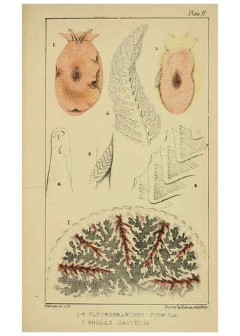 Reproducción/Reproduction 5981271106: A naturalist's rambles on the Devonshire coast London :John Van Voorst,1853