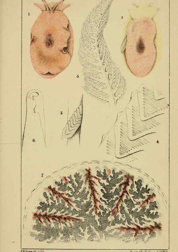 Reproducción/Reproduction 5981271106: A naturalist's rambles on the Devonshire coast London :John Van Voorst,1853