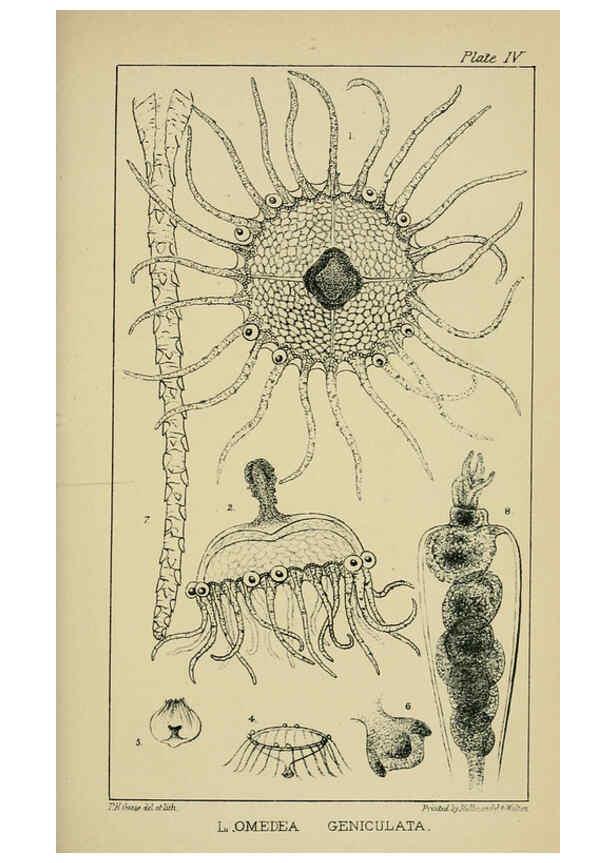 Reproducción/Reproduction 5980713049: A naturalist's rambles on the Devonshire coast London :John Van Voorst,1853