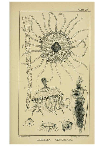 Reproducción/Reproduction 5980713049: A naturalist's rambles on the Devonshire coast London :John Van Voorst,1853