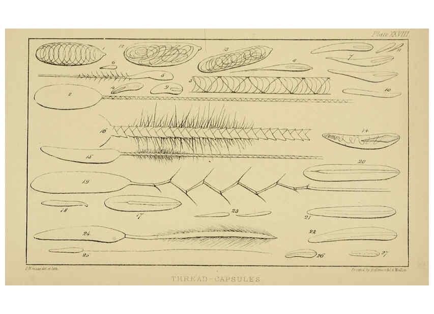 Reproducción/Reproduction 5981278452: A naturalist's rambles on the Devonshire coast London :John Van Voorst,1853