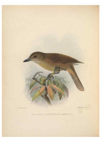 Reproducción/Reproduction 5981487025: Ornithological miscellany V.2 London :Trübner and Co., Bernard Quaritch, R.H. Porter,1876-1878