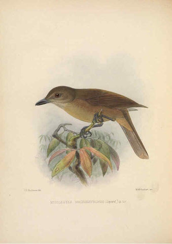 Reproducción/Reproduction 5981487025: Ornithological miscellany V.2 London :Trübner and Co., Bernard Quaritch, R.H. Porter,1876-1878
