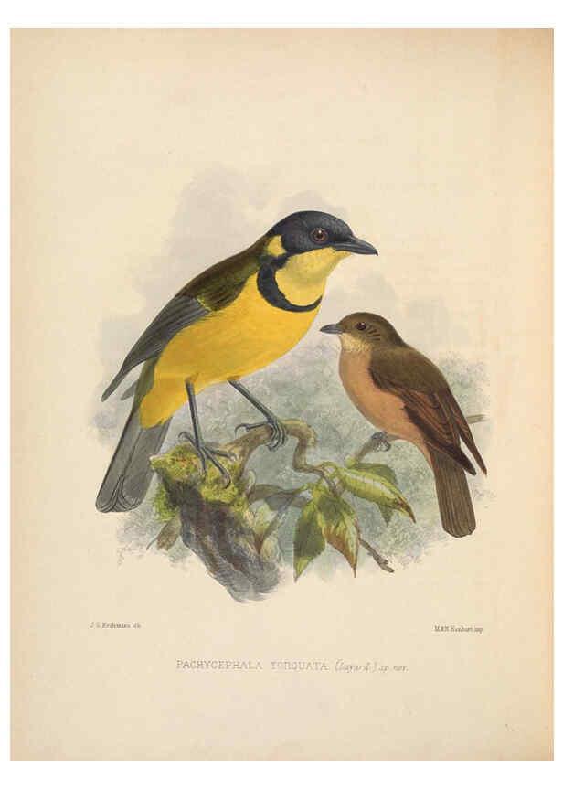 Reproducción/Reproduction 5981487309: Ornithological miscellany V.2 London :Trübner and Co., Bernard Quaritch, R.H. Porter,1876-1878