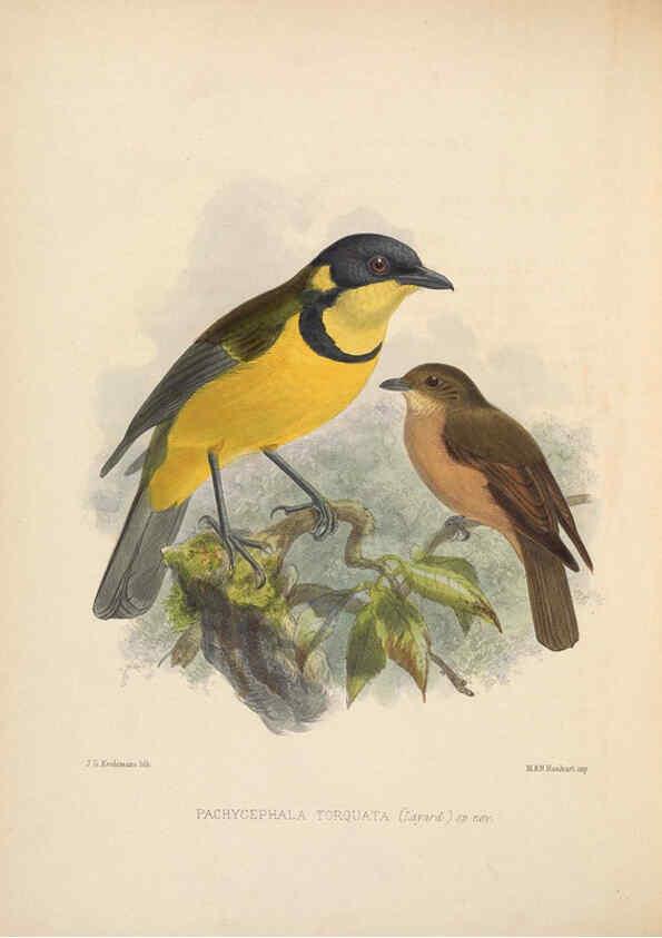 Reproducción/Reproduction 5981487309: Ornithological miscellany V.2 London :Trübner and Co., Bernard Quaritch, R.H. Porter,1876-1878