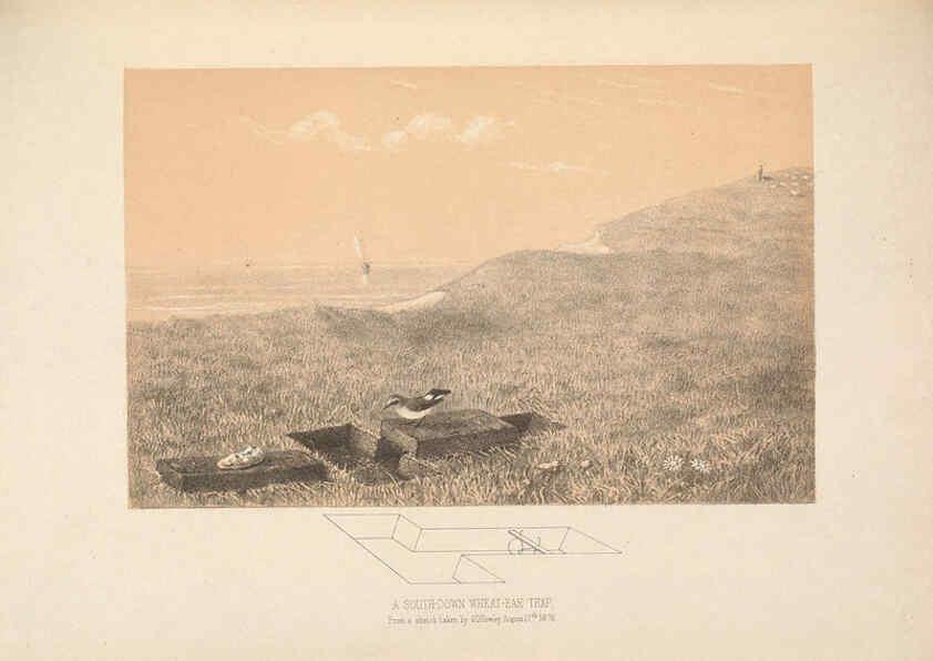 Reproducción/Reproduction 5982047174: Ornithological miscellany V.2 London :Trübner and Co., Bernard Quaritch, R.H. Porter,1876-1878