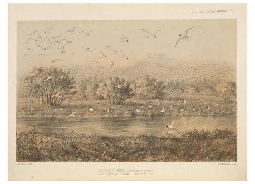 Reproducción/Reproduction 5982047510: Ornithological miscellany V.2 London :Trübner and Co., Bernard Quaritch, R.H. Porter,1876-1878