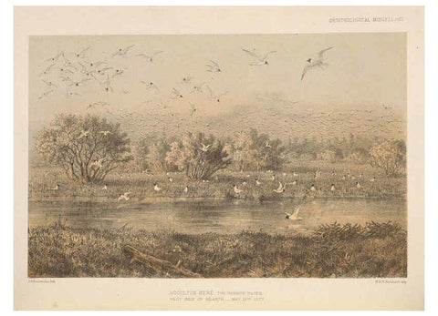 Reproducción/Reproduction 5982047510: Ornithological miscellany V.2 London :Trübner and Co., Bernard Quaritch, R.H. Porter,1876-1878