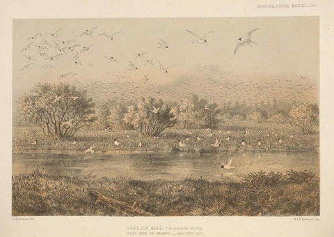 Reproducción/Reproduction 5982047510: Ornithological miscellany V.2 London :Trübner and Co., Bernard Quaritch, R.H. Porter,1876-1878