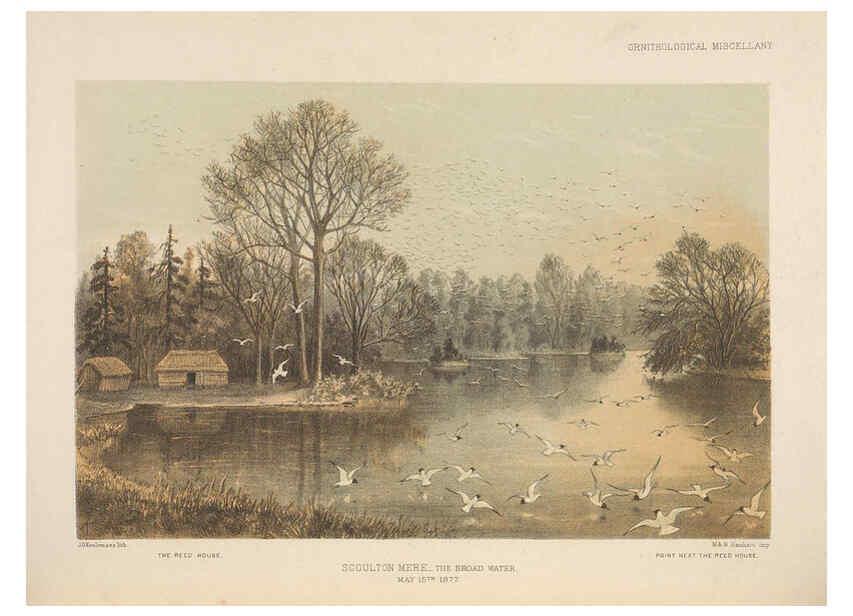 Reproducción/Reproduction 5981488307: Ornithological miscellany V.2 London :Trübner and Co., Bernard Quaritch, R.H. Porter,1876-1878