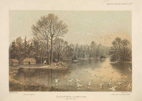 Reproducción/Reproduction 5981488307: Ornithological miscellany V.2 London :Trübner and Co., Bernard Quaritch, R.H. Porter,1876-1878