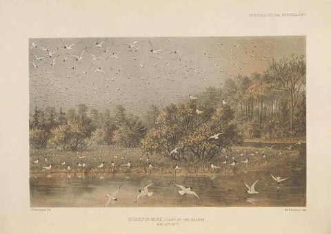 Reproducción/Reproduction 5981488693: Ornithological miscellany V.2 London :Trübner and Co., Bernard Quaritch, R.H. Porter,1876-1878