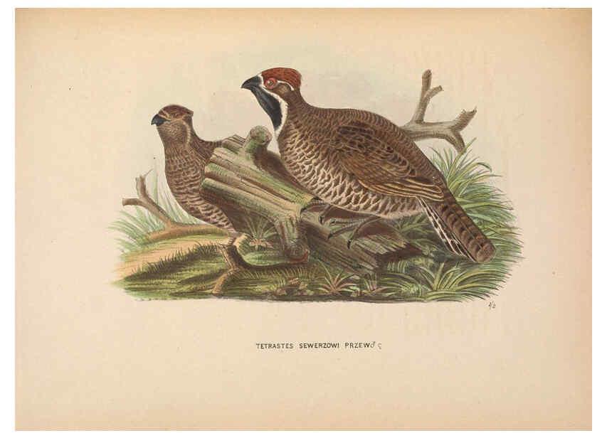 Reproducción/Reproduction 5981488933: Ornithological miscellany V.2 London :Trübner and Co., Bernard Quaritch, R.H. Porter,1876-1878
