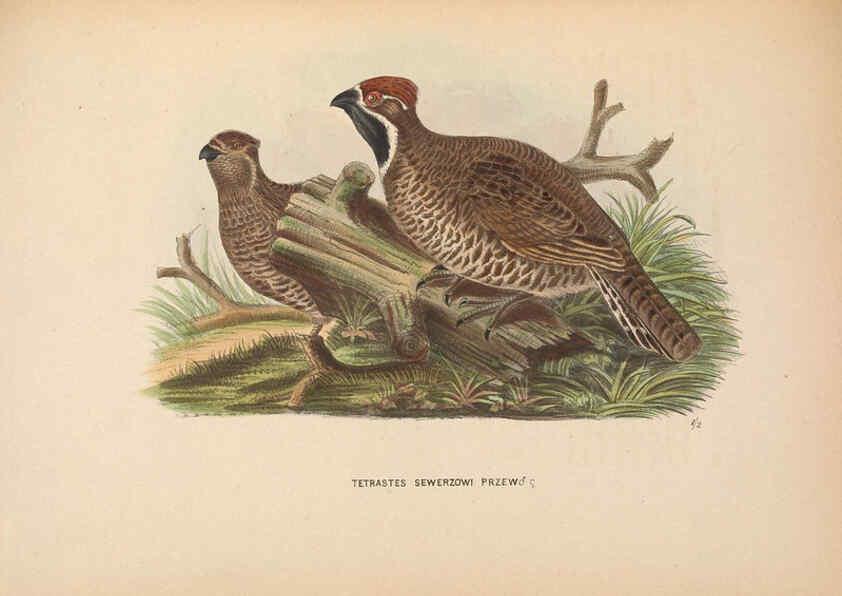 Reproducción/Reproduction 5981488933: Ornithological miscellany V.2 London :Trübner and Co., Bernard Quaritch, R.H. Porter,1876-1878