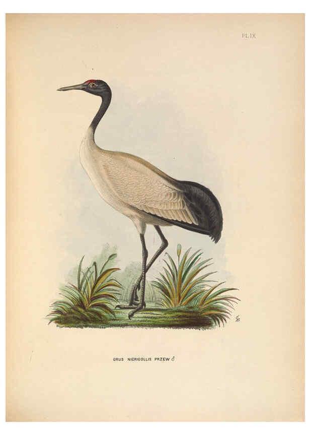 Reproducción/Reproduction 5981489623: Ornithological miscellany V.2 London :Trübner and Co., Bernard Quaritch, R.H. Porter,1876-1878