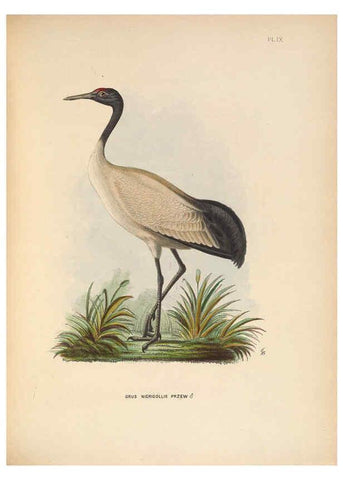 Reproducción/Reproduction 5981489623: Ornithological miscellany V.2 London :Trübner and Co., Bernard Quaritch, R.H. Porter,1876-1878