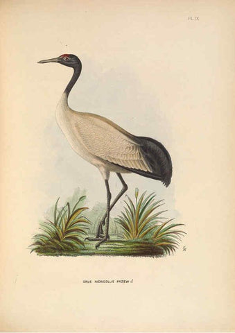 Reproducción/Reproduction 5981489623: Ornithological miscellany V.2 London :Trübner and Co., Bernard Quaritch, R.H. Porter,1876-1878