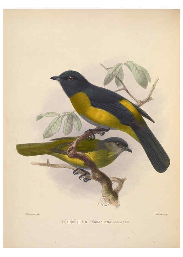 Reproducción/Reproduction 5981490221: Ornithological miscellany V.2 London :Trübner and Co., Bernard Quaritch, R.H. Porter,1876-1878
