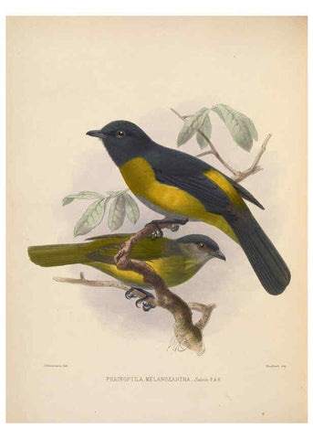 Reproducción/Reproduction 5981490221: Ornithological miscellany V.2 London :Trübner and Co., Bernard Quaritch, R.H. Porter,1876-1878