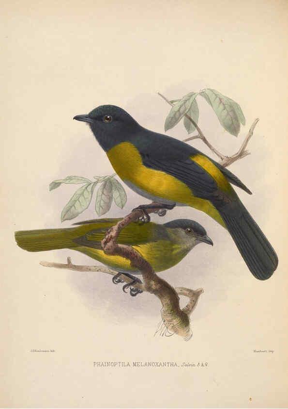 Reproducción/Reproduction 5981490221: Ornithological miscellany V.2 London :Trübner and Co., Bernard Quaritch, R.H. Porter,1876-1878