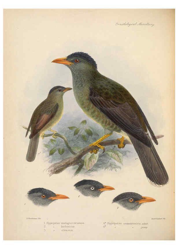 Reproducción/Reproduction 5982051726: Ornithological miscellany V.2 London :Trübner and Co., Bernard Quaritch, R.H. Porter,1876-1878