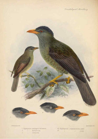 Reproducción/Reproduction 5982051726: Ornithological miscellany V.2 London :Trübner and Co., Bernard Quaritch, R.H. Porter,1876-1878