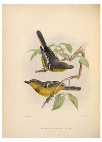 Reproducción/Reproduction 5982052068: Ornithological miscellany V.2 London :Trübner and Co., Bernard Quaritch, R.H. Porter,1876-1878