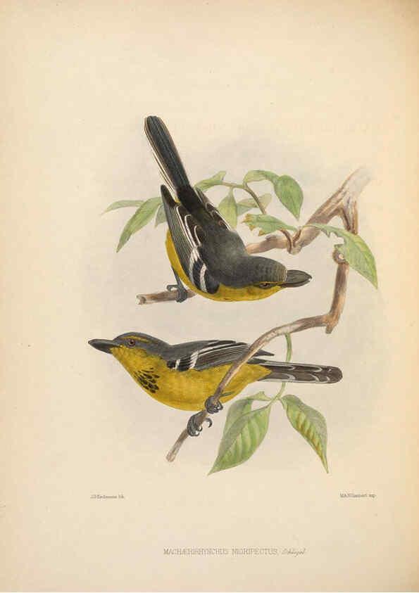 Reproducción/Reproduction 5982052068: Ornithological miscellany V.2 London :Trübner and Co., Bernard Quaritch, R.H. Porter,1876-1878