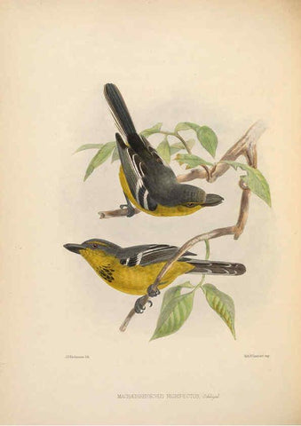 Reproducción/Reproduction 5982052068: Ornithological miscellany V.2 London :Trübner and Co., Bernard Quaritch, R.H. Porter,1876-1878