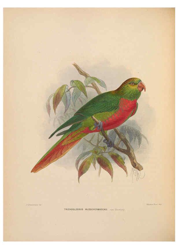 Reproducción/Reproduction 5981493289: Ornithological miscellany V.2 London :Trübner and Co., Bernard Quaritch, R.H. Porter,1876-1878
