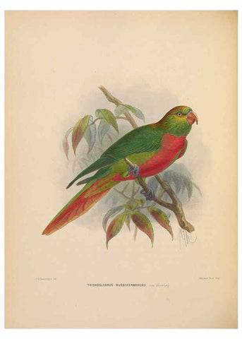 Reproducción/Reproduction 5981493289: Ornithological miscellany V.2 London :Trübner and Co., Bernard Quaritch, R.H. Porter,1876-1878