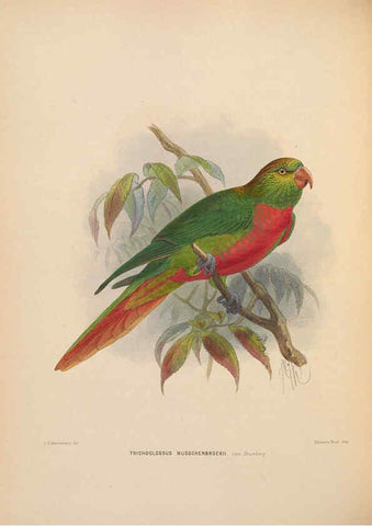 Reproducción/Reproduction 5981493289: Ornithological miscellany V.2 London :Trübner and Co., Bernard Quaritch, R.H. Porter,1876-1878