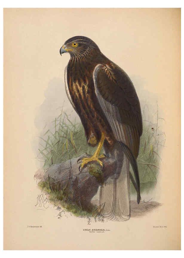 Reproducción/Reproduction 5982052746: Ornithological miscellany V.2 London :Trübner and Co., Bernard Quaritch, R.H. Porter,1876-1878