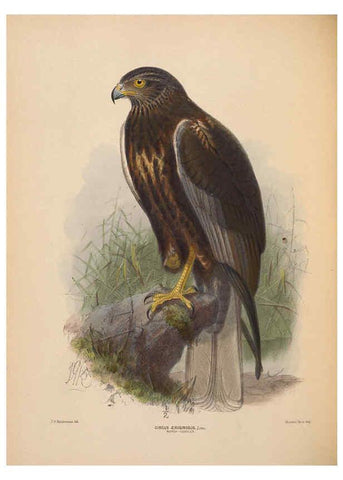 Reproducción/Reproduction 5982052746: Ornithological miscellany V.2 London :Trübner and Co., Bernard Quaritch, R.H. Porter,1876-1878