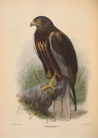 Reproducción/Reproduction 5982052746: Ornithological miscellany V.2 London :Trübner and Co., Bernard Quaritch, R.H. Porter,1876-1878