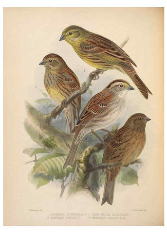Reproducción/Reproduction 5982053074: Ornithological miscellany V.2 London :Trübner and Co., Bernard Quaritch, R.H. Porter,1876-1878