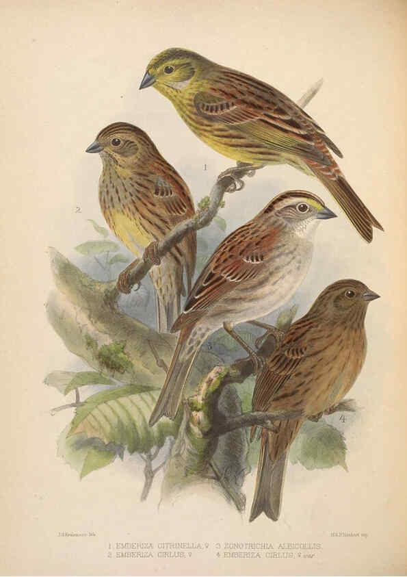 Reproducción/Reproduction 5982053074: Ornithological miscellany V.2 London :Trübner and Co., Bernard Quaritch, R.H. Porter,1876-1878