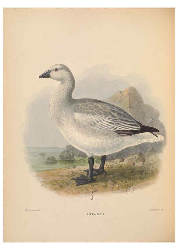 Reproducción/Reproduction 5981494021: Ornithological miscellany V.2 London :Trübner and Co., Bernard Quaritch, R.H. Porter,1876-1878